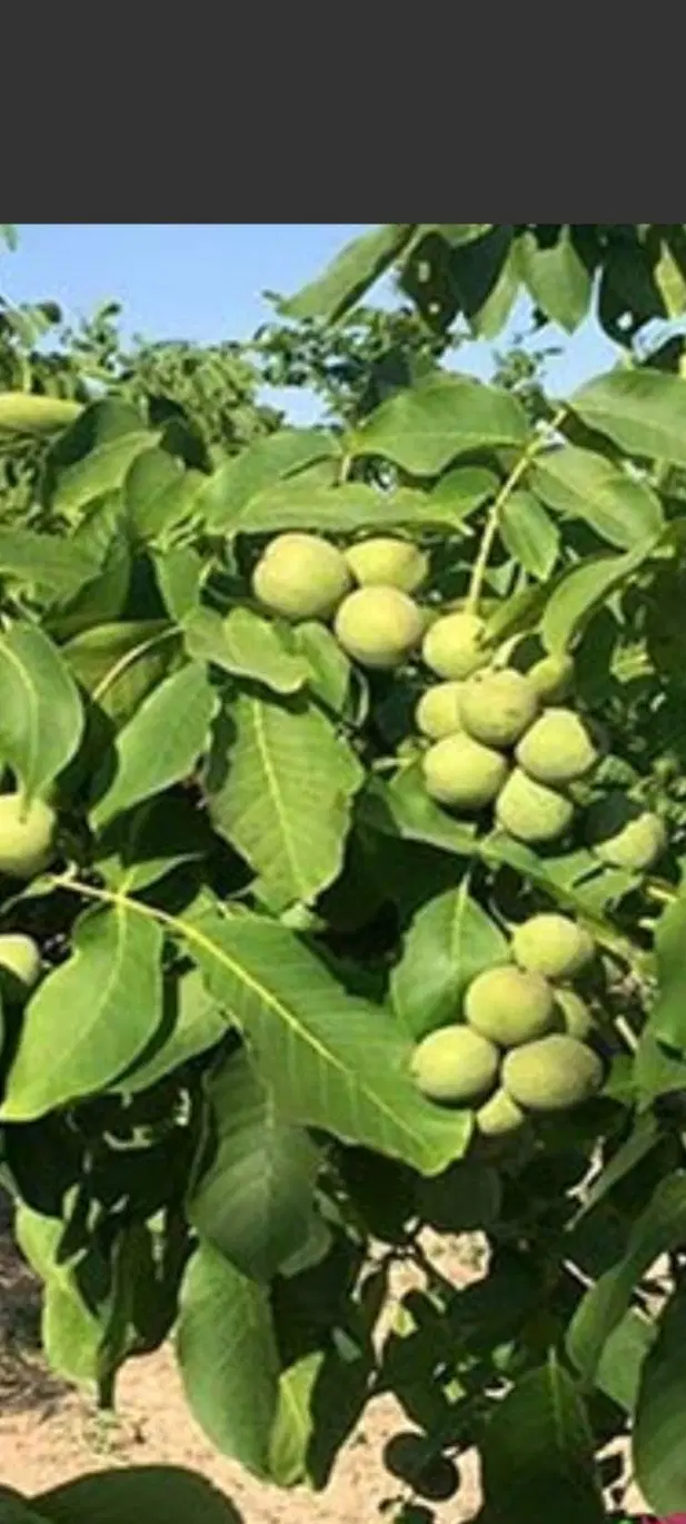 باغ گردو و بادام