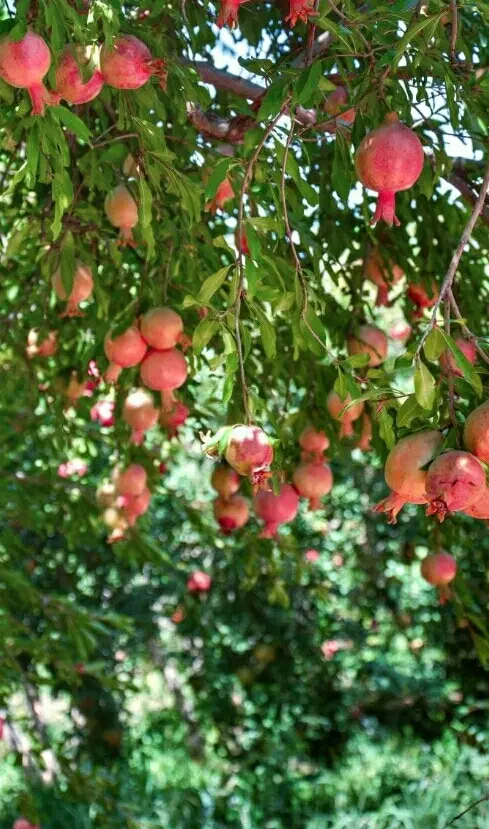 باغ و باغچه