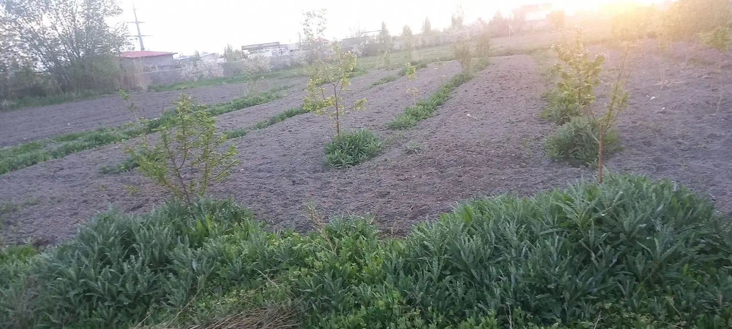 زمین زراعی بعد از روستای سعیدلو