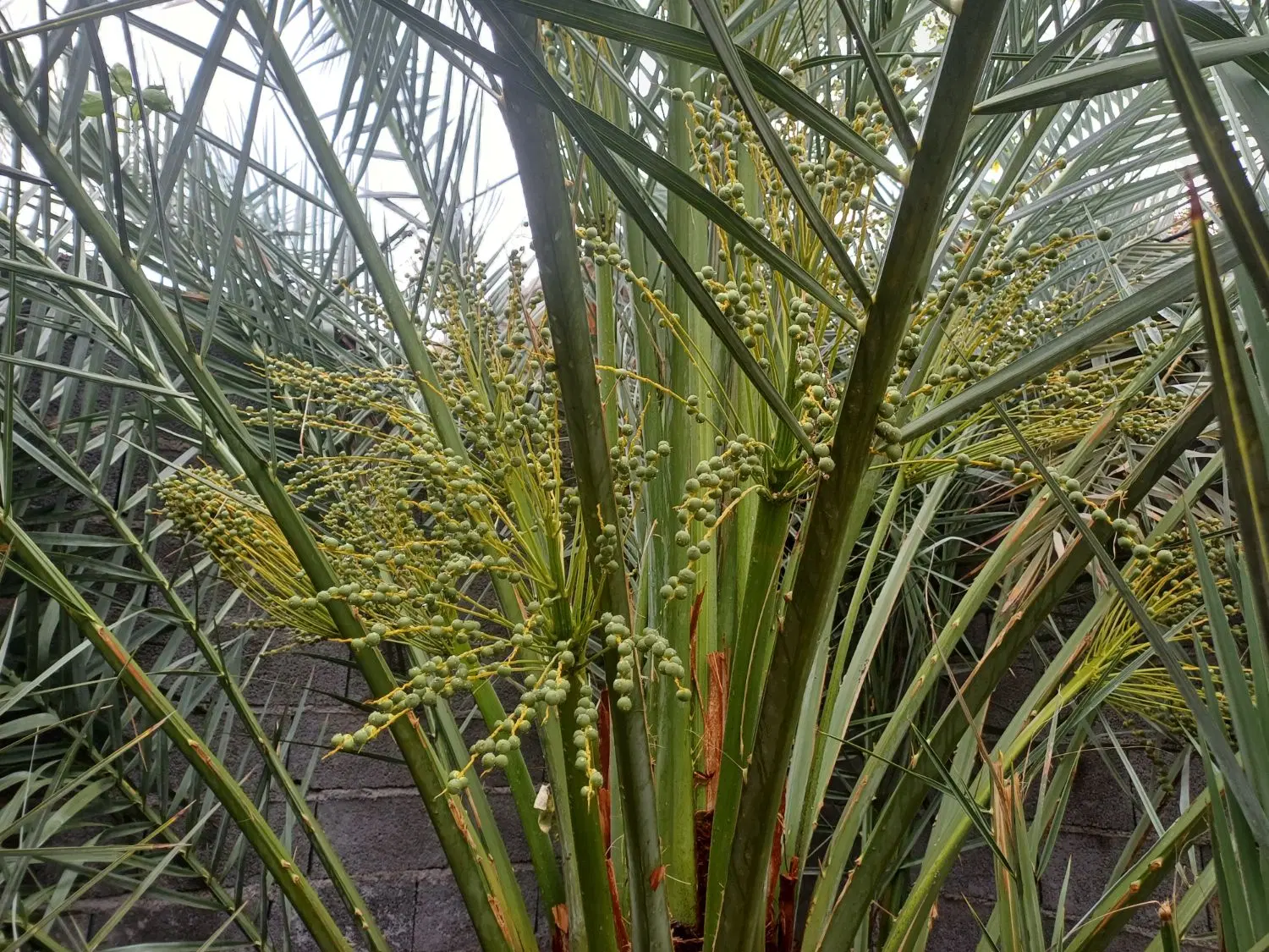 دو قطعه زمین امیرآباد به متراژ ۳۹۰ متر