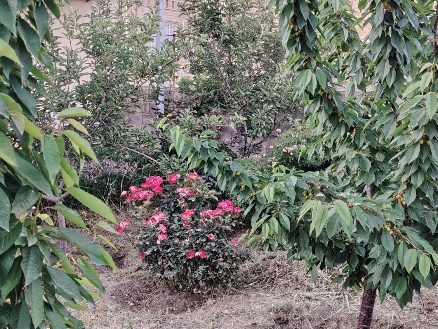 باغ ویلا ترشاب