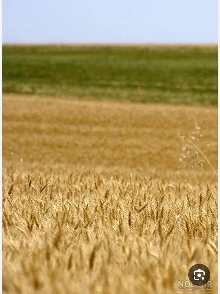 زمین باغی