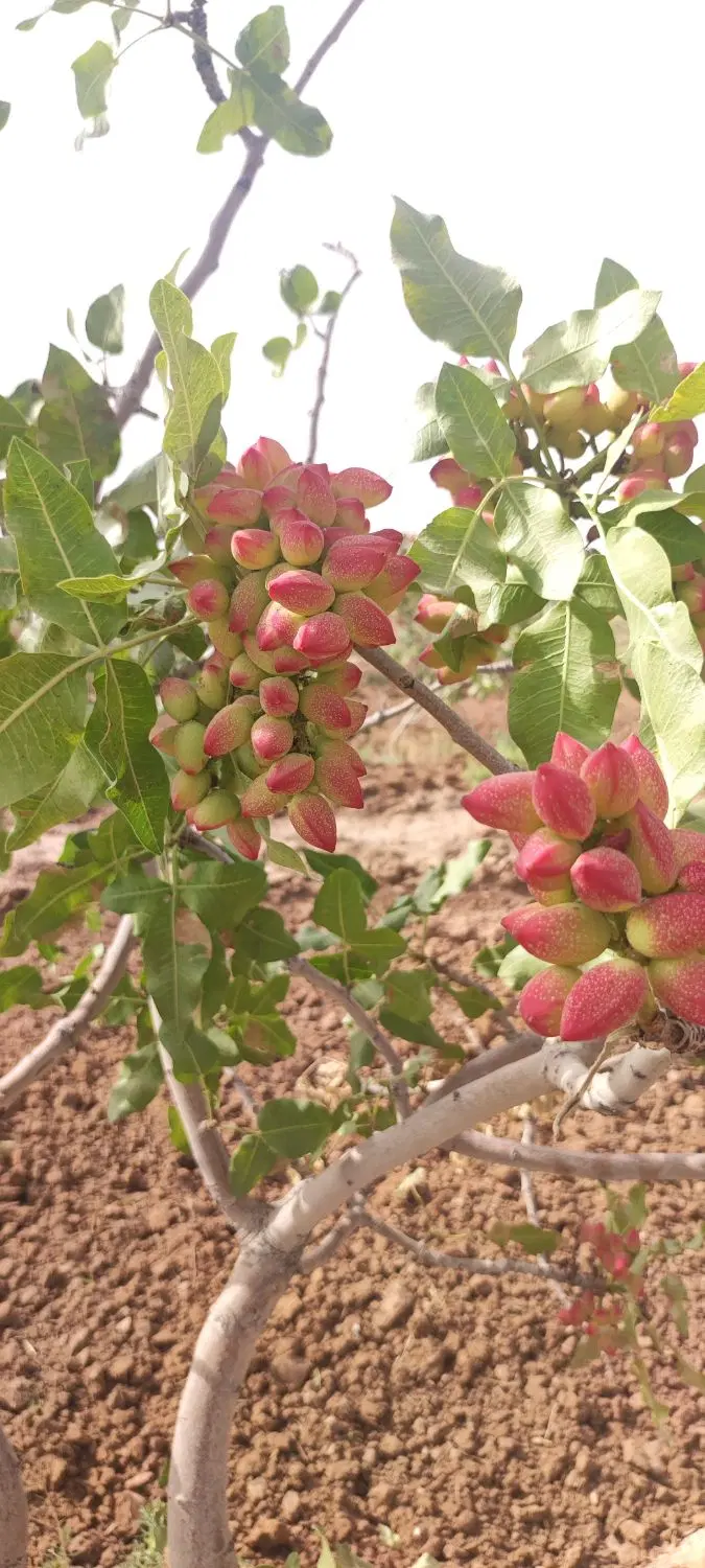 ۲۵۰ مترمربع  سند تک برگ کشاورزی،اختیار آباد-کرمان