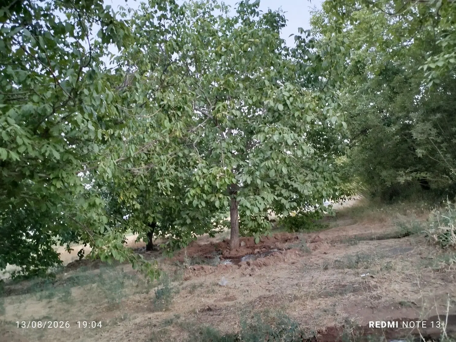 فروش گاودا ری