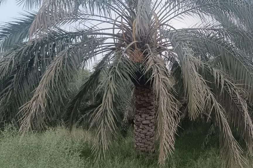 باغ خرما معاوضه