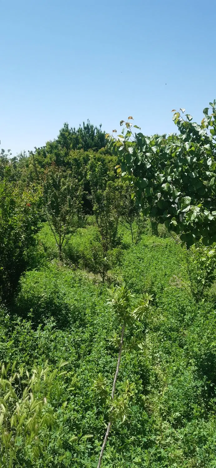 باغ ۵۰۰متربرکان،کروه