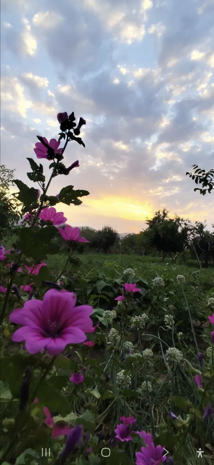 فروش باغچه الوان ۸۰۰متربراسفالت روستای ترکمان
