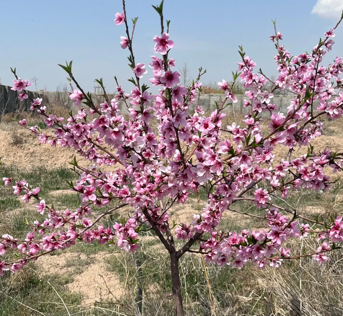 ۱۸۰۰ متر زمین در روستای هلال‌آباد