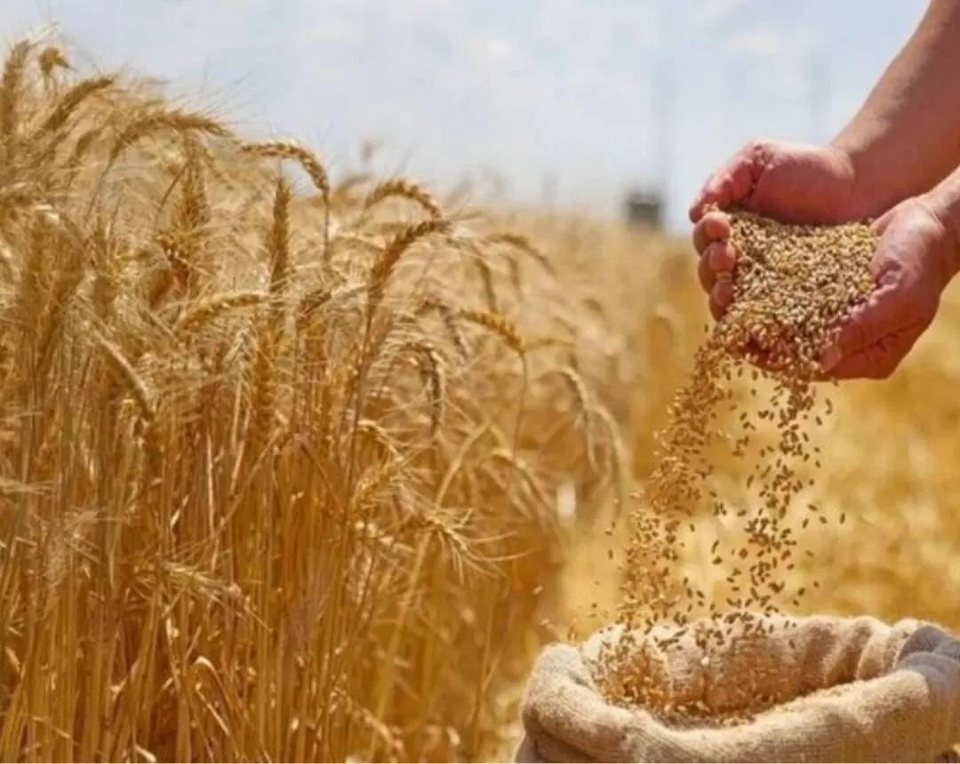 زمین کشاورزی