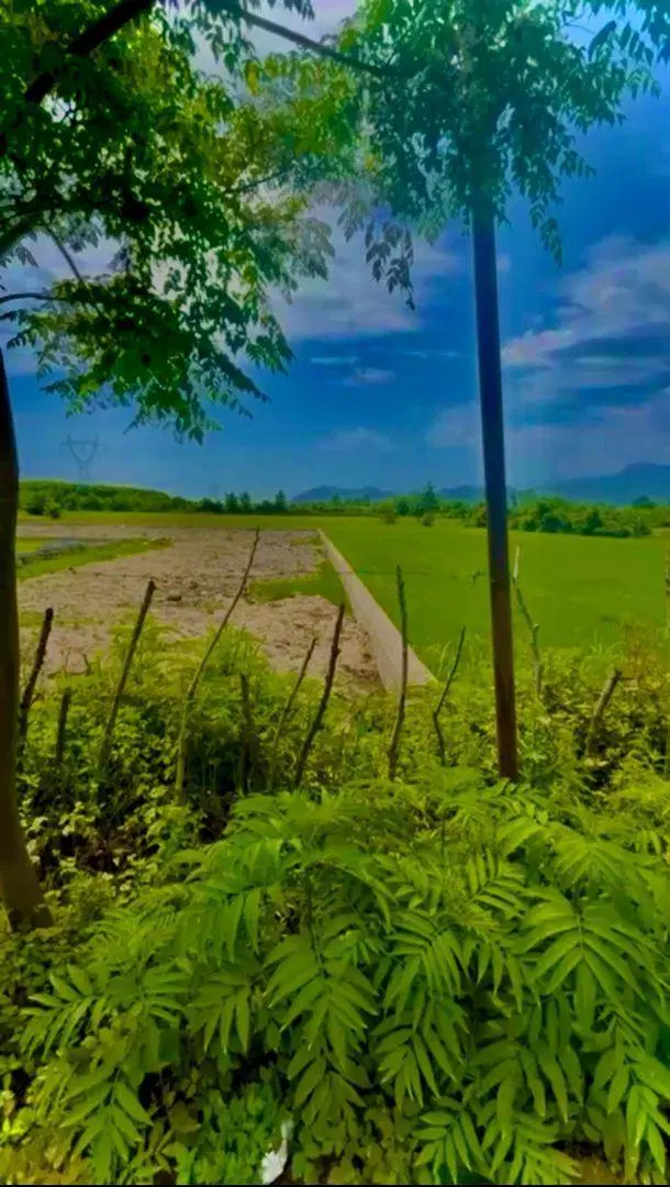 زمین