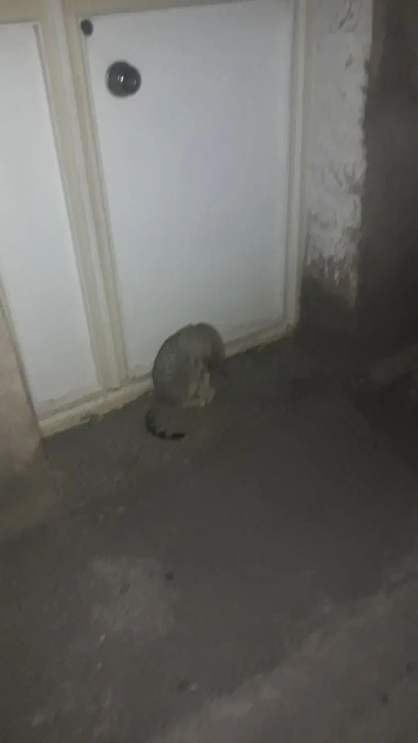 اجاره خانه دربست ماشین رو برای انباری