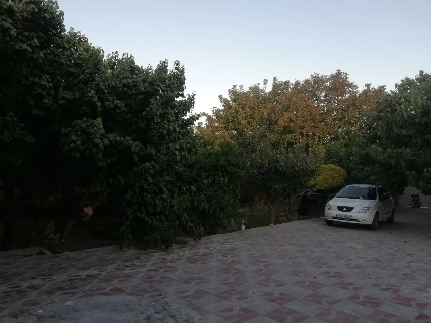 اجاره باغ با درختان زردالو