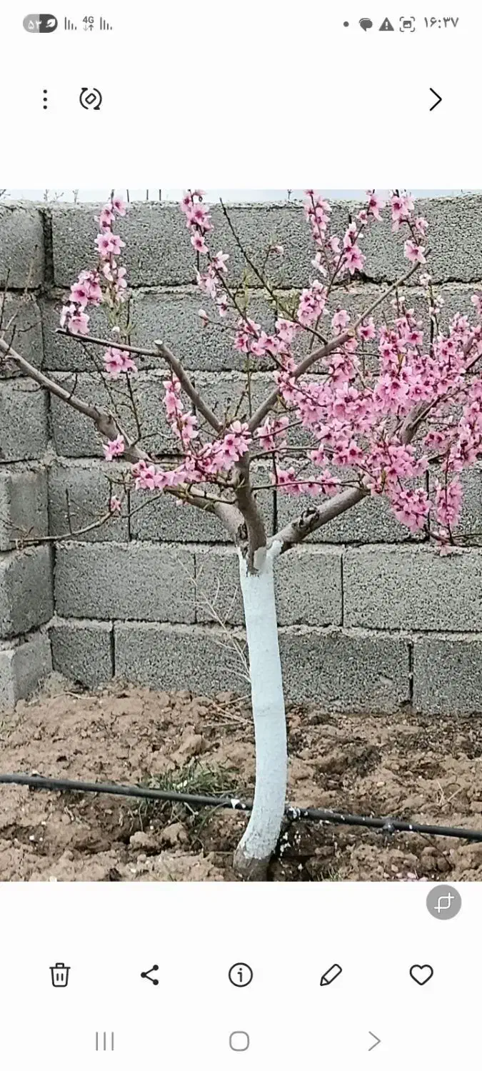 معاوضه باغچه با خودرو ترجیحا سوزوکی