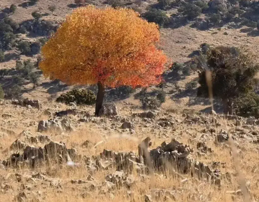 زمین خرمرودی