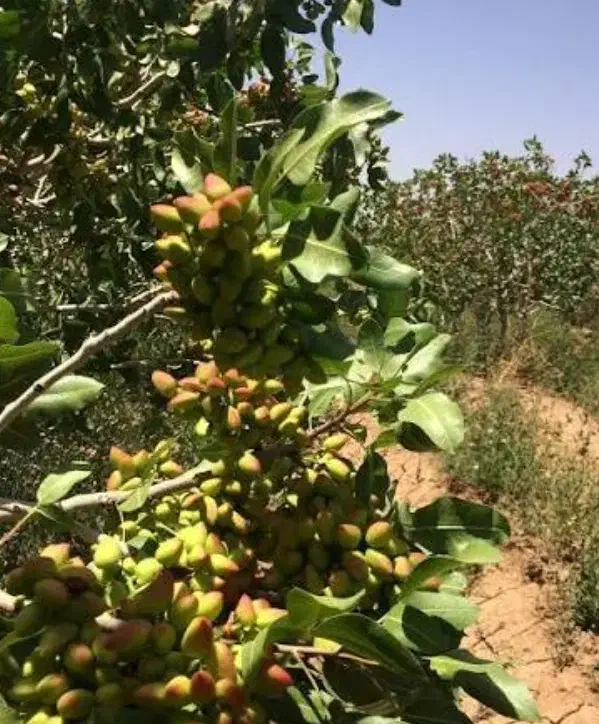 باغ پسته