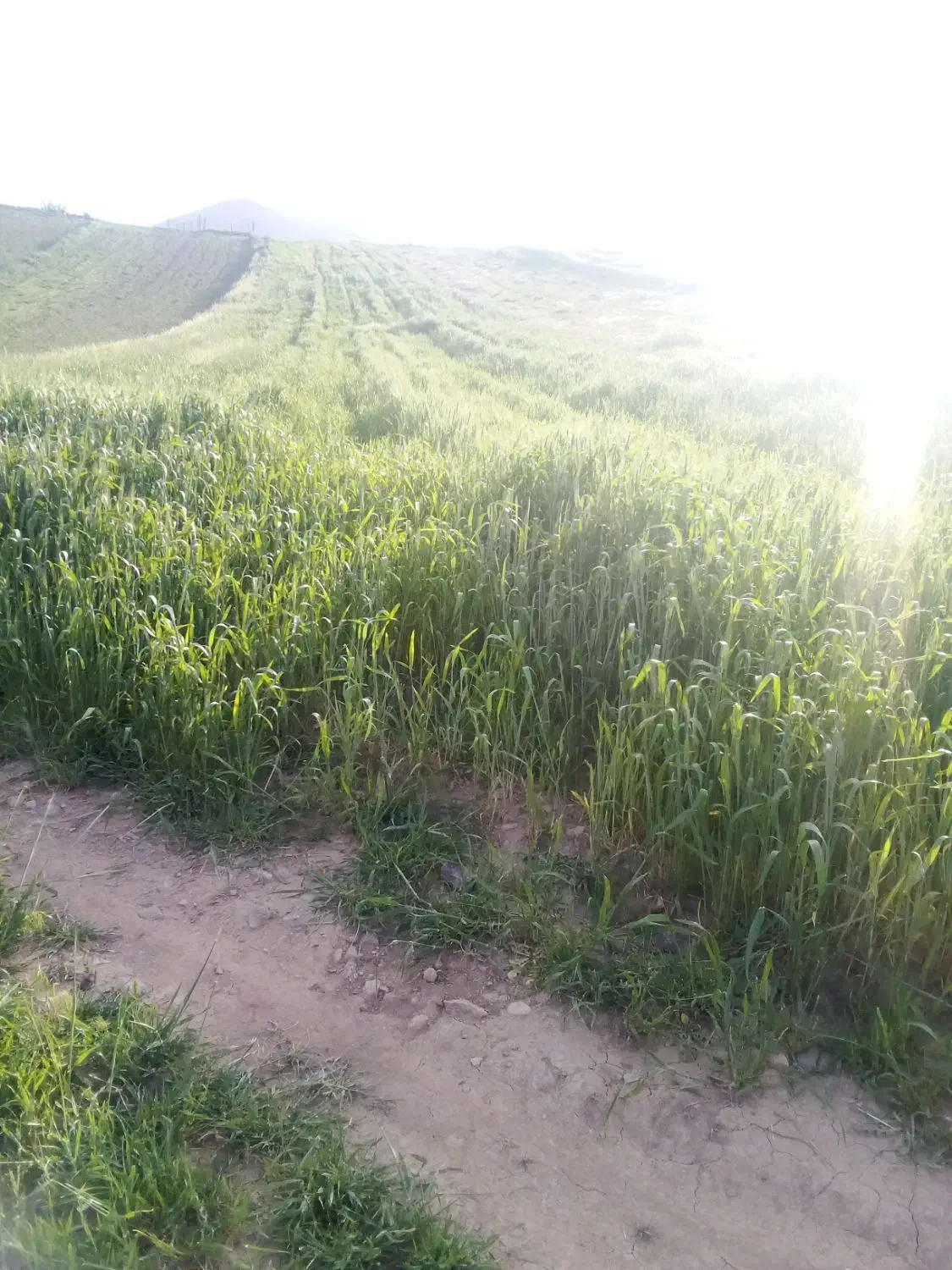 زمین دیم زراعتی