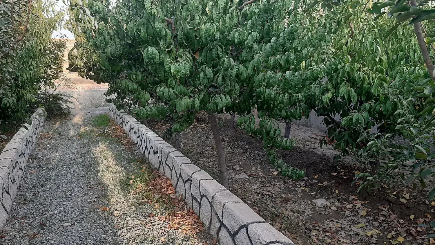 باغچه