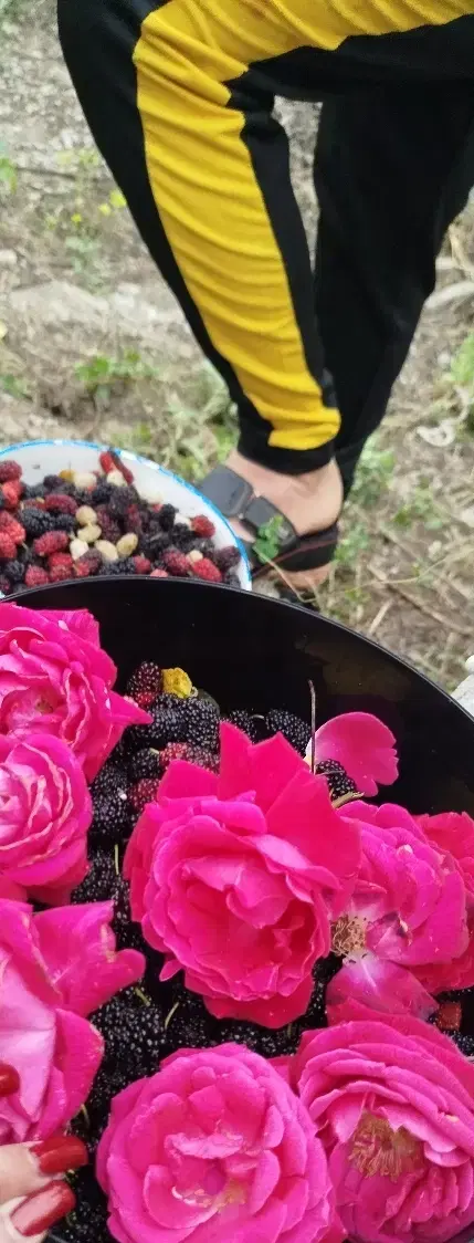 باغچه 600 متری  اسکندراباد