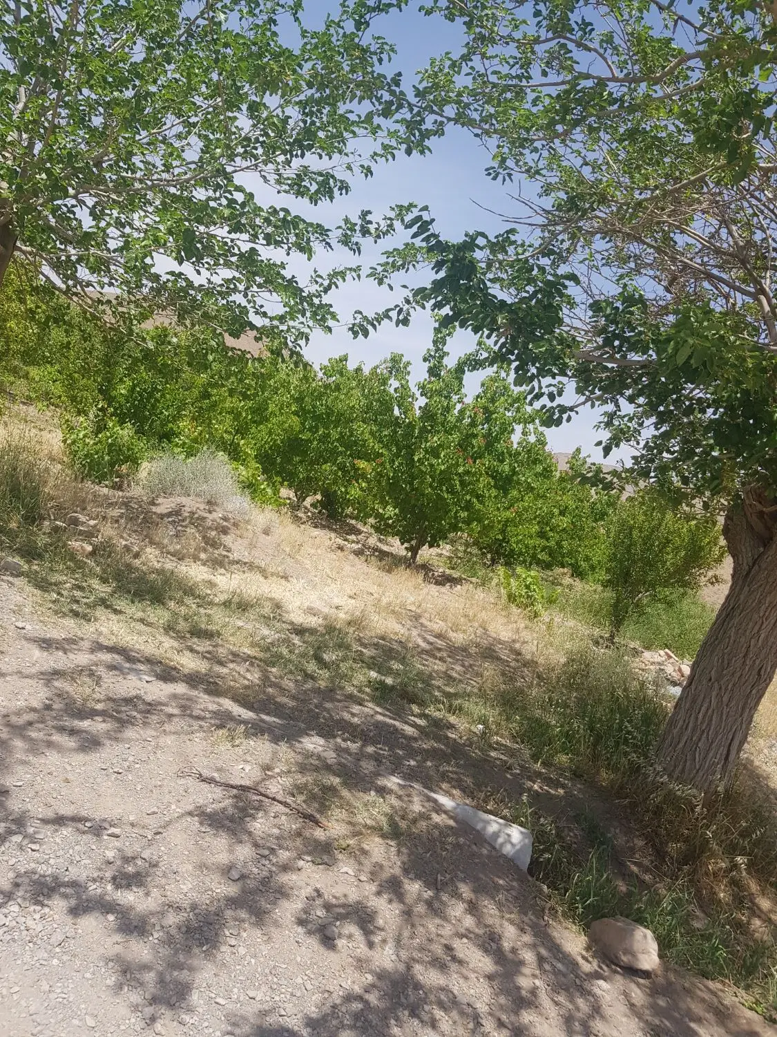 باغ با انواع درختان میوه