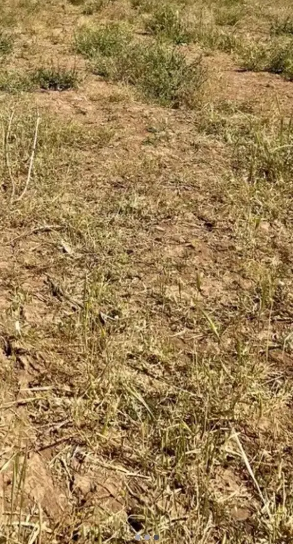 زمین کشاورزی روستای سرارود