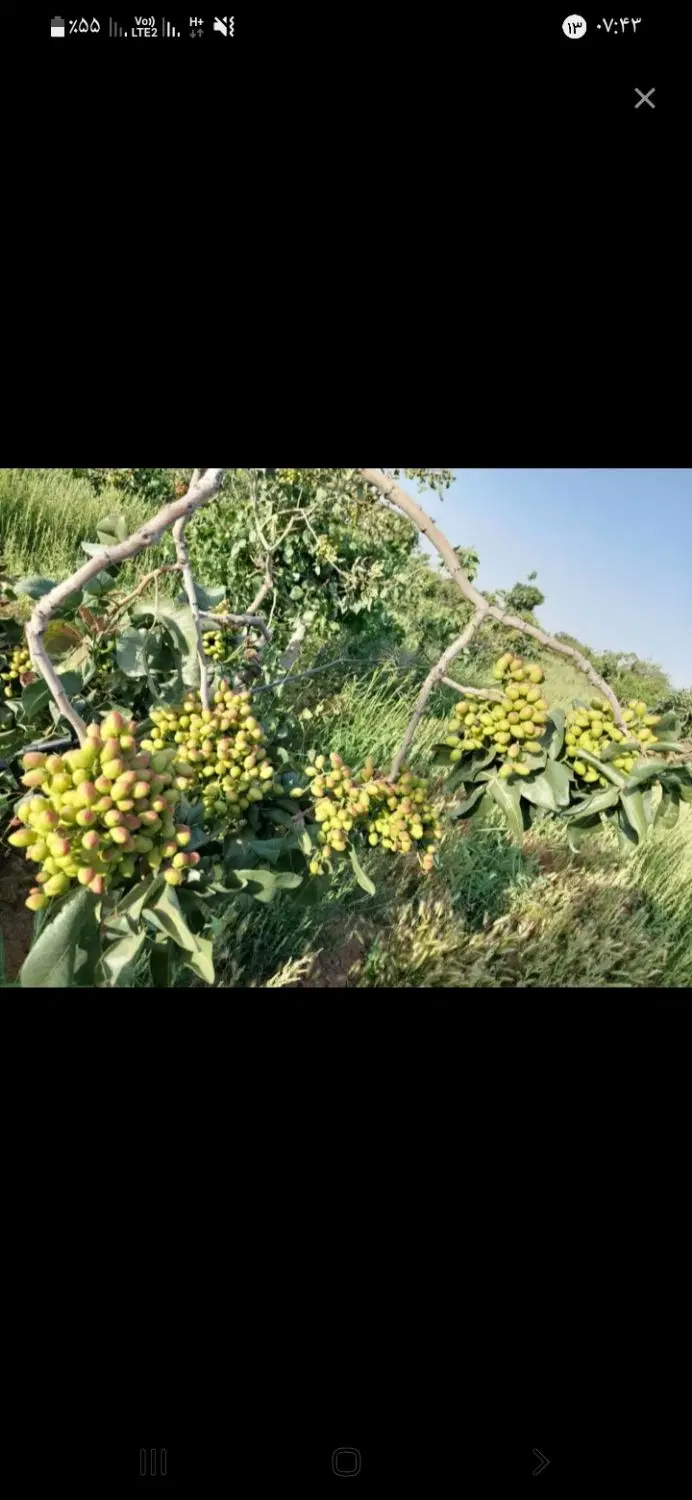 زمین کشاورزی