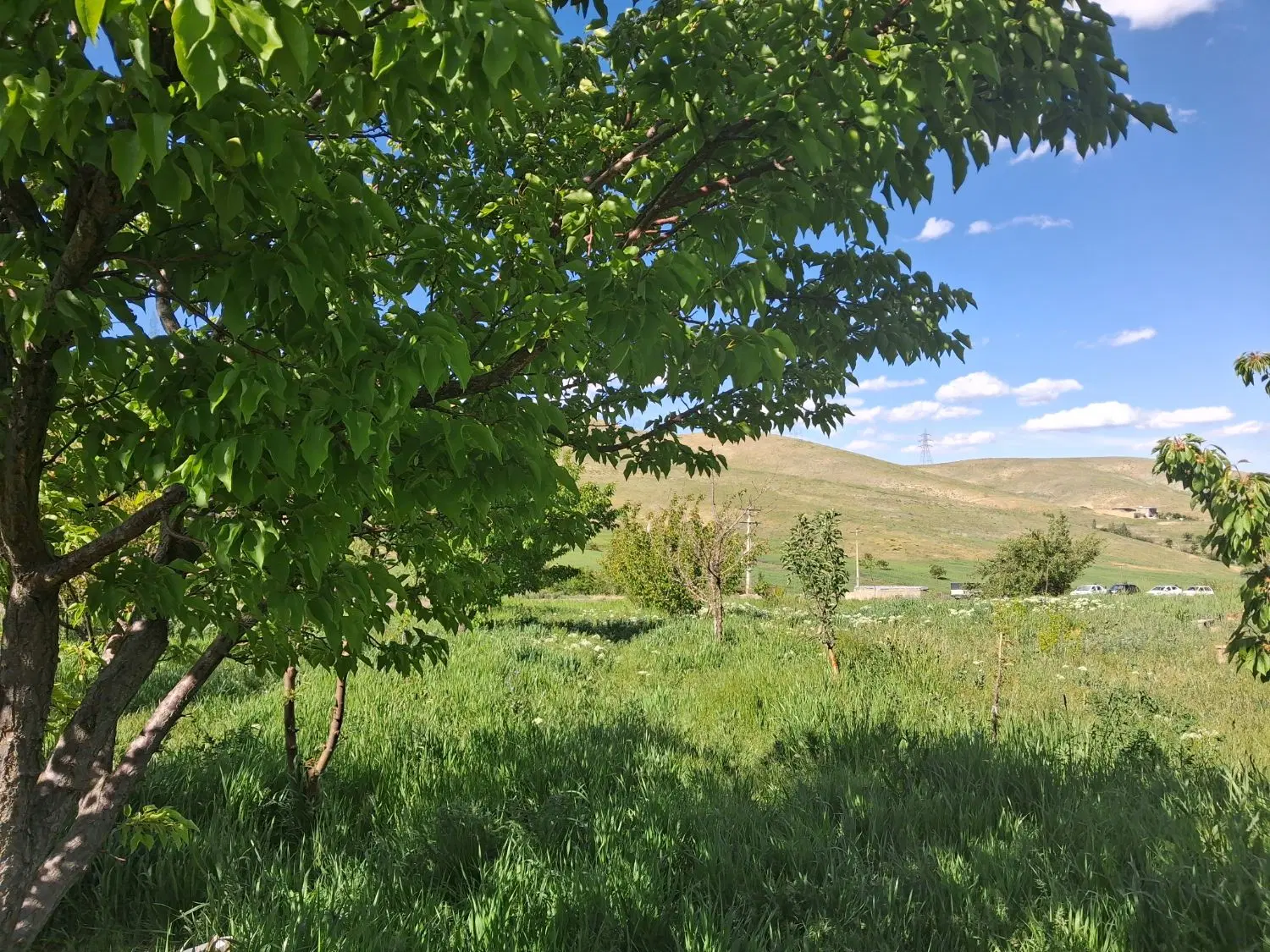 فروش باغ ۲هزارمتری در زنجان