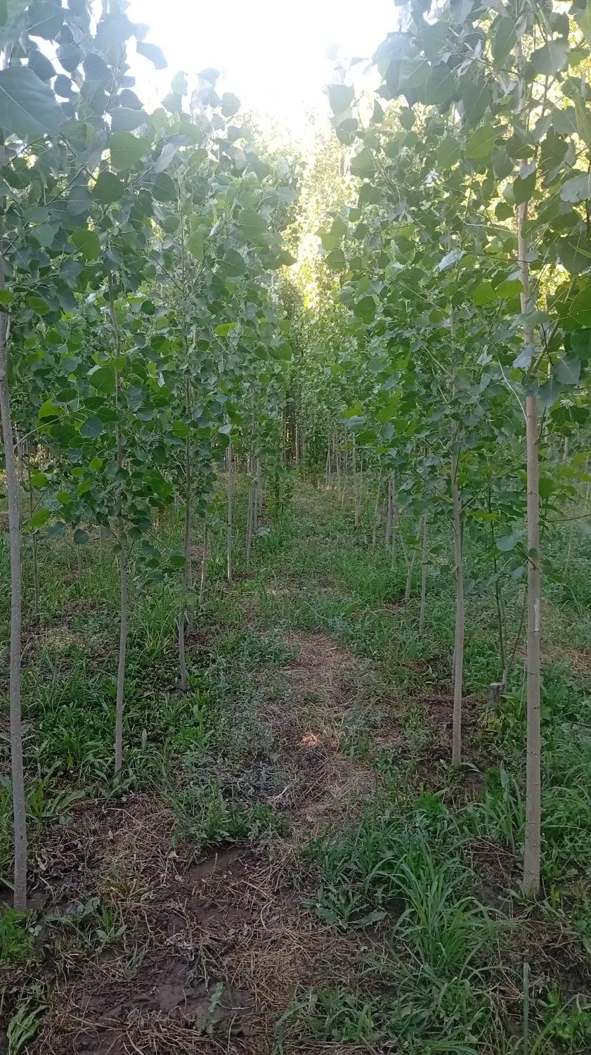 باغ بیشه