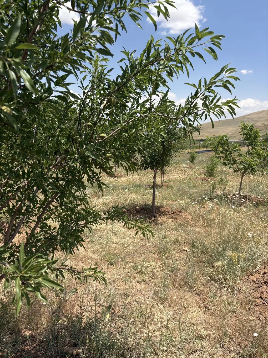 باغ با اب و خانه