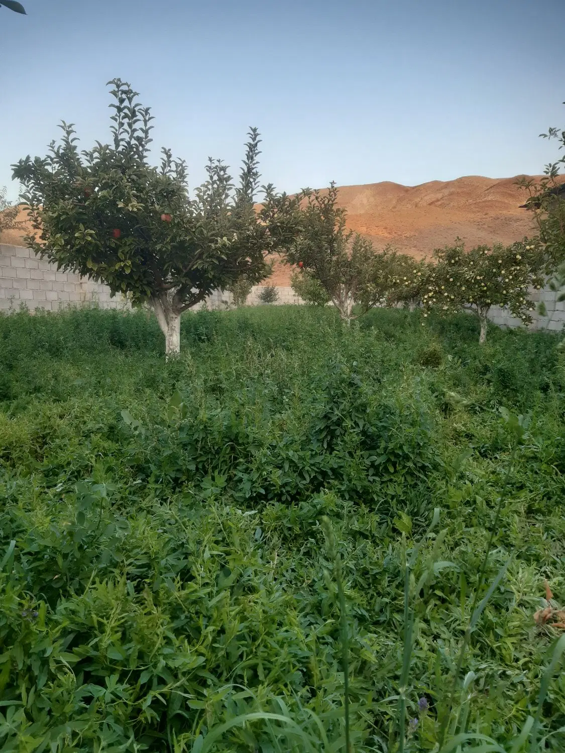 فروش باغ