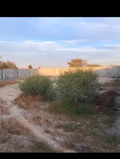 گاوداری تازیان