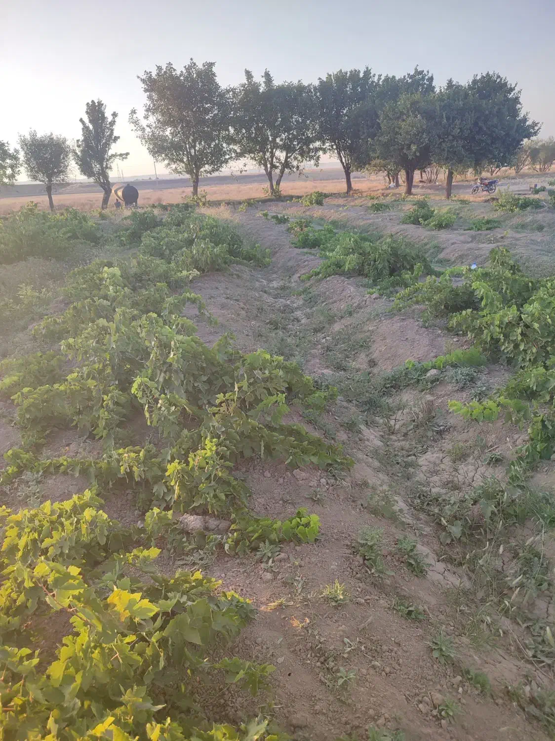 زمین کشاورزی وباغی
