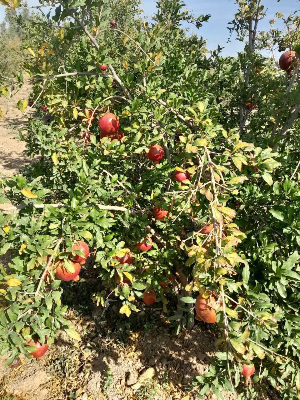 باغ اقدره ساوه