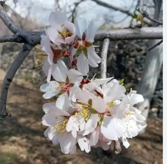 زمین باغی  در روستای نیوشت