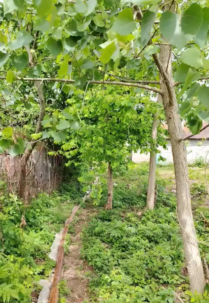 زمین مسکونی 300 متر روستایی