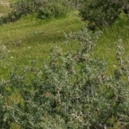 زمین چالسرا