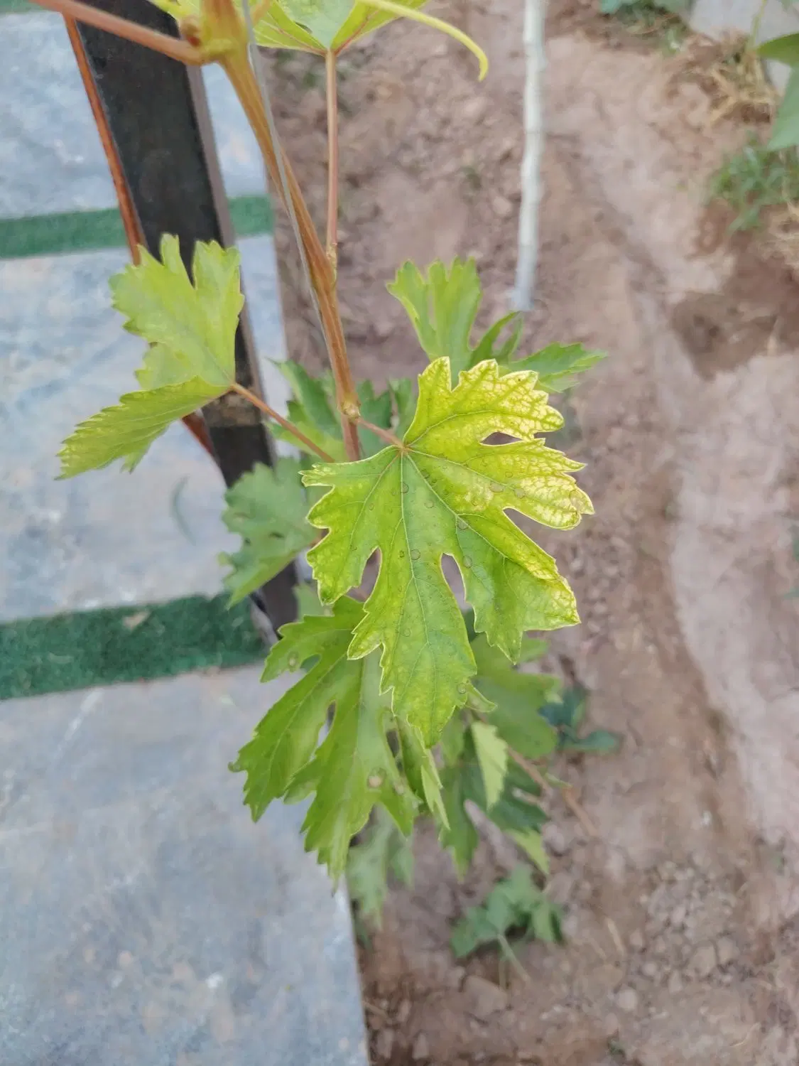 زمین ۲۴متری پدیده۴۴۰متر