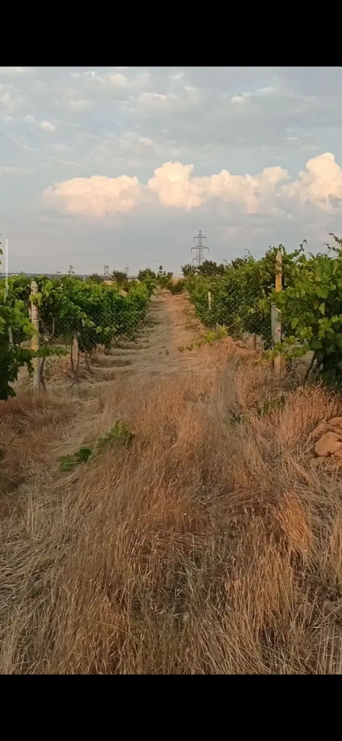 باغ انگور