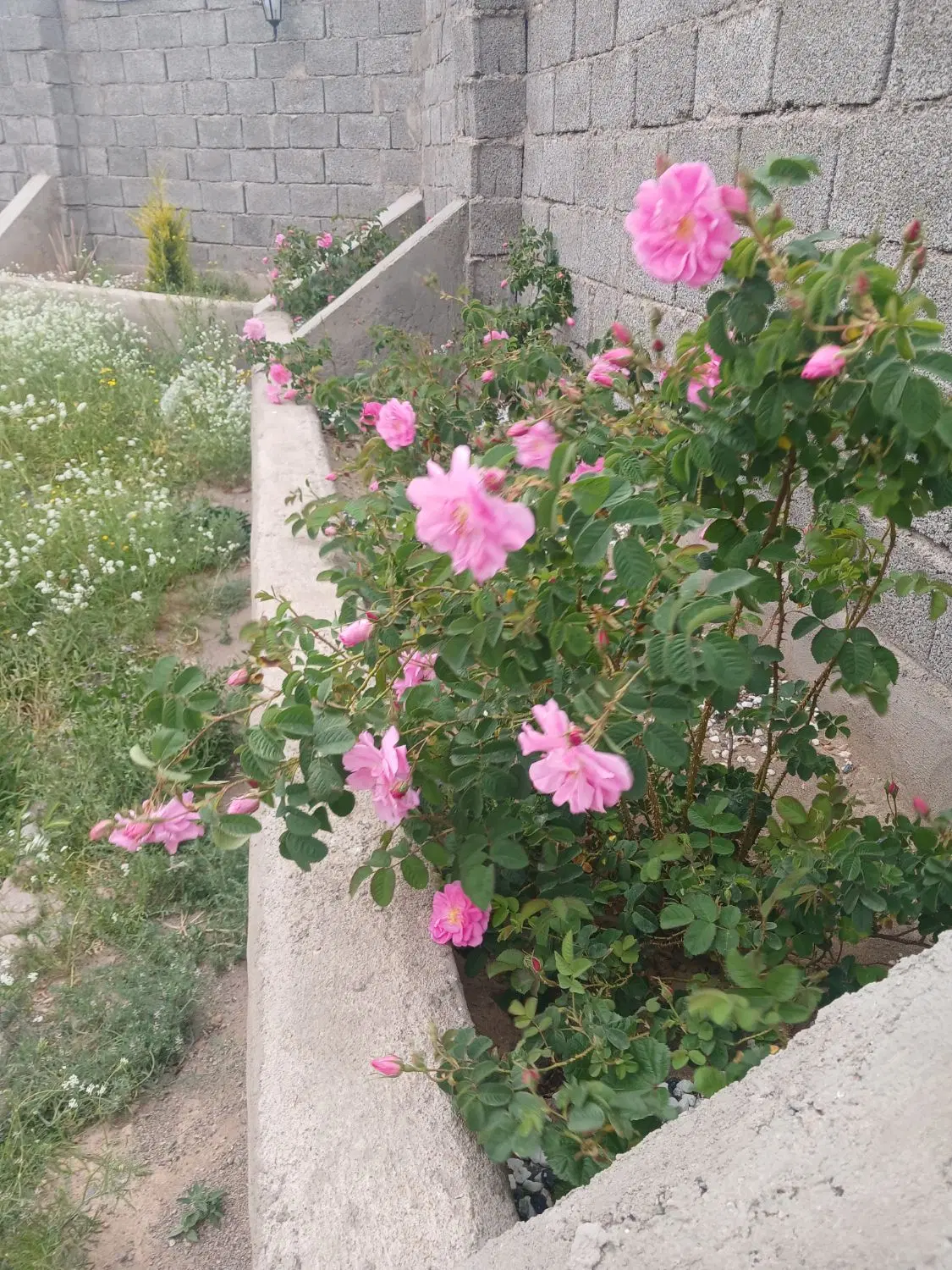 فروش باغچه در حسن اباد  هماشهر