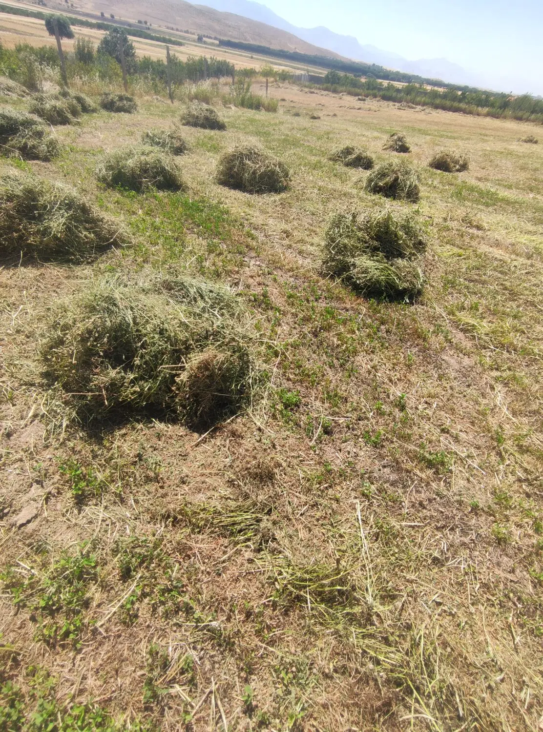 فروش یک هکتار شبدر خرمن شده