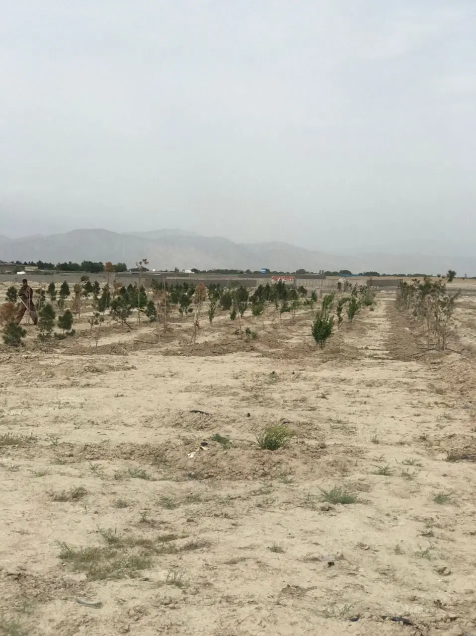 باغچه نهالدار_معاوضه