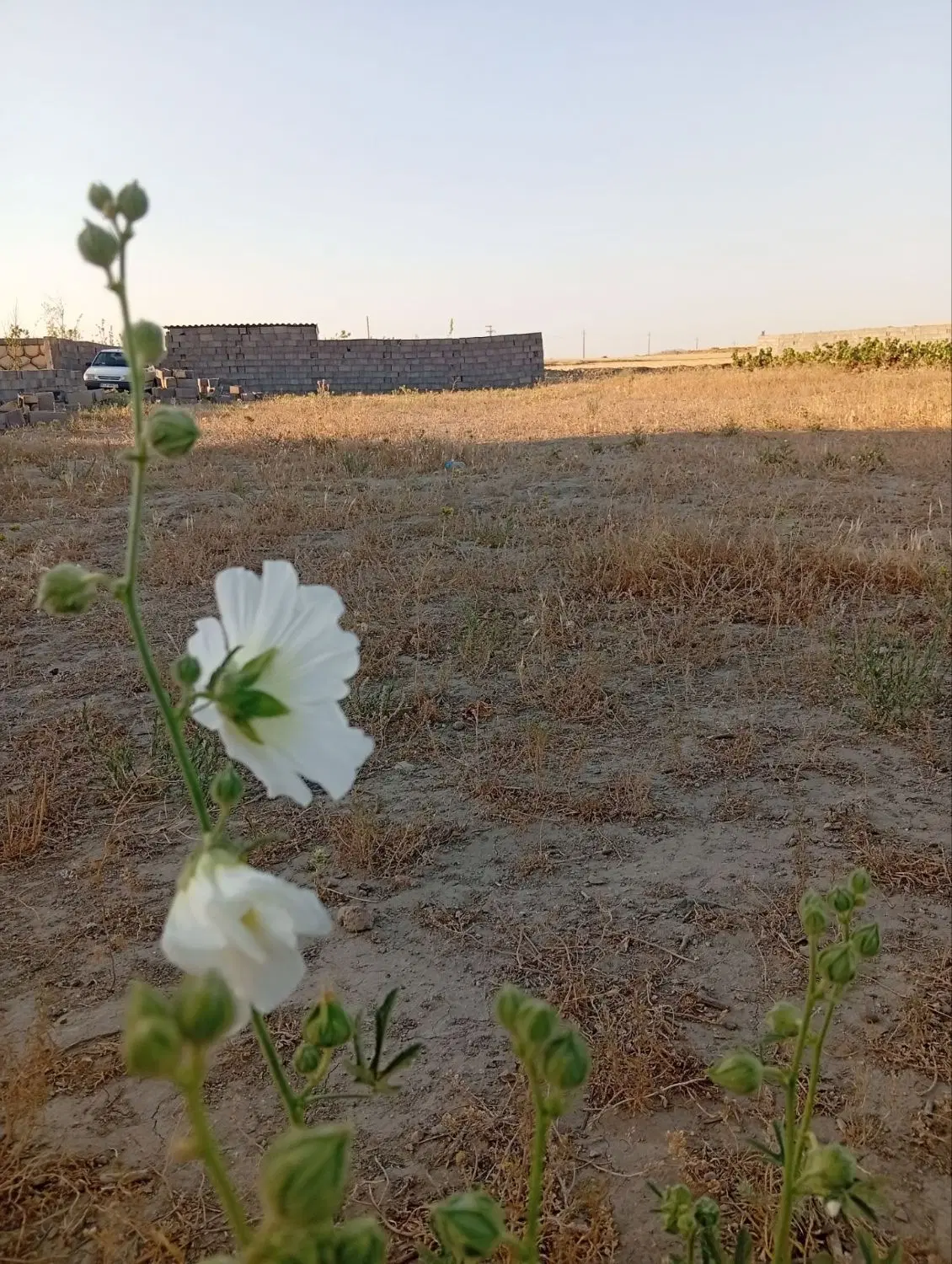 زمین باغ