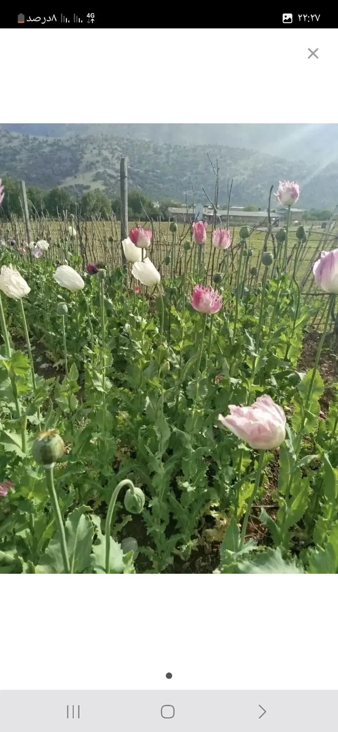 فروش باغ قلعه سنگی
