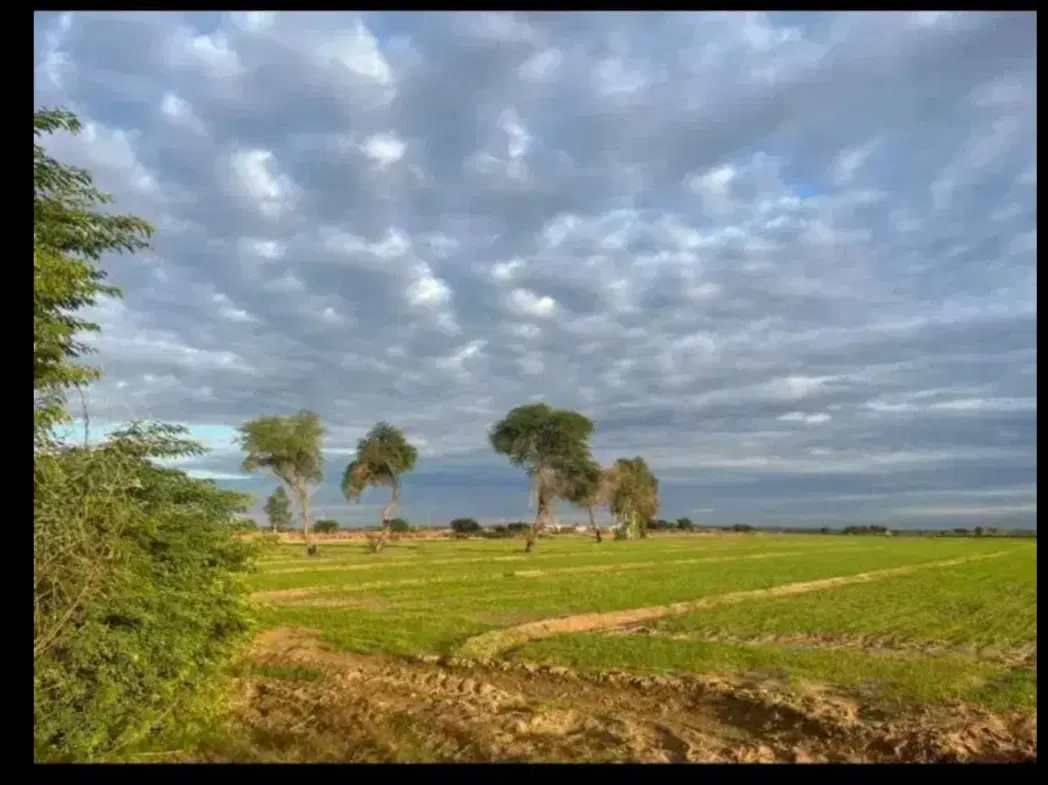 فروش زمین کشاورزی کوت سید نعیم
