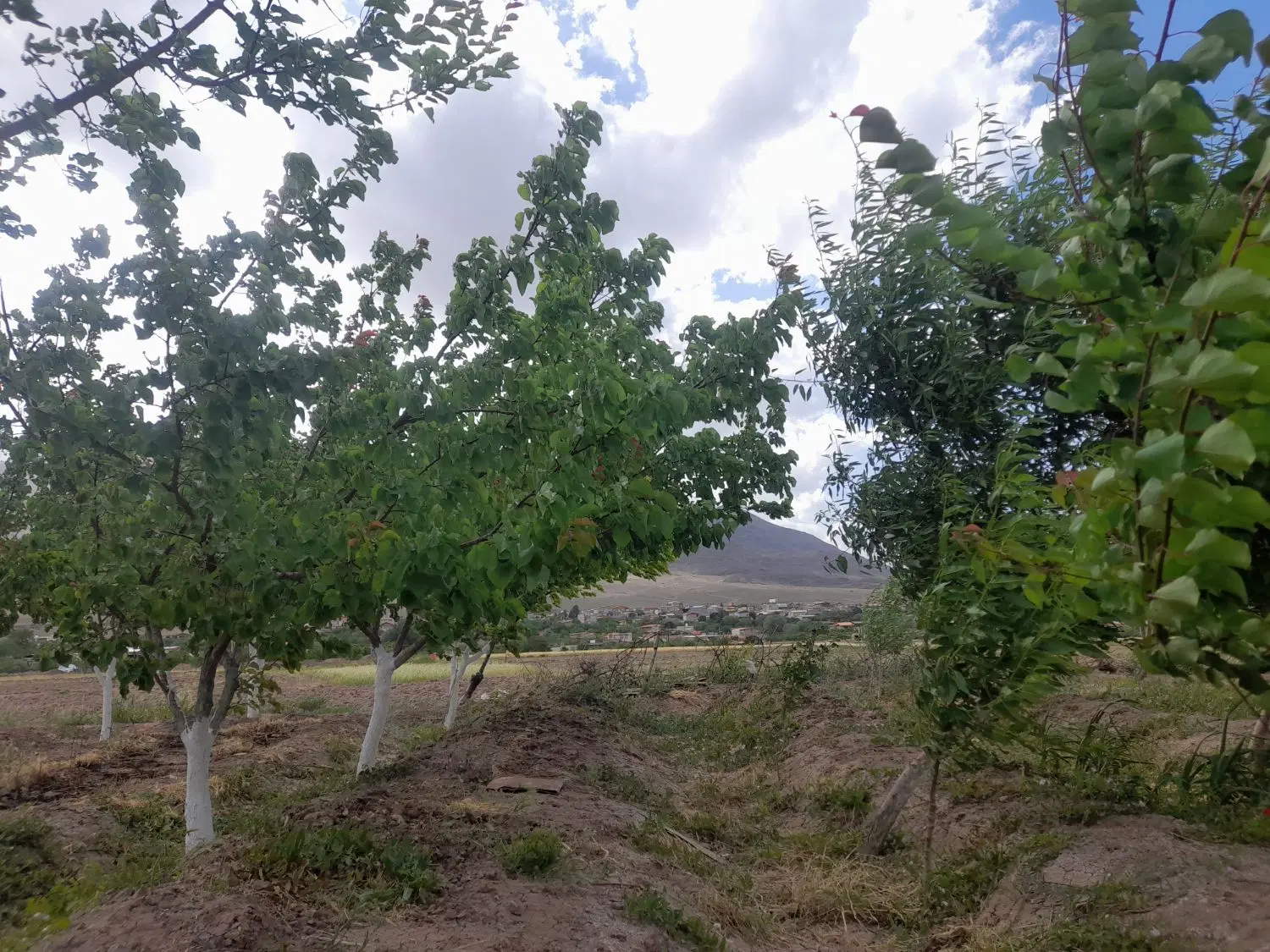 باغ روستای زواریان