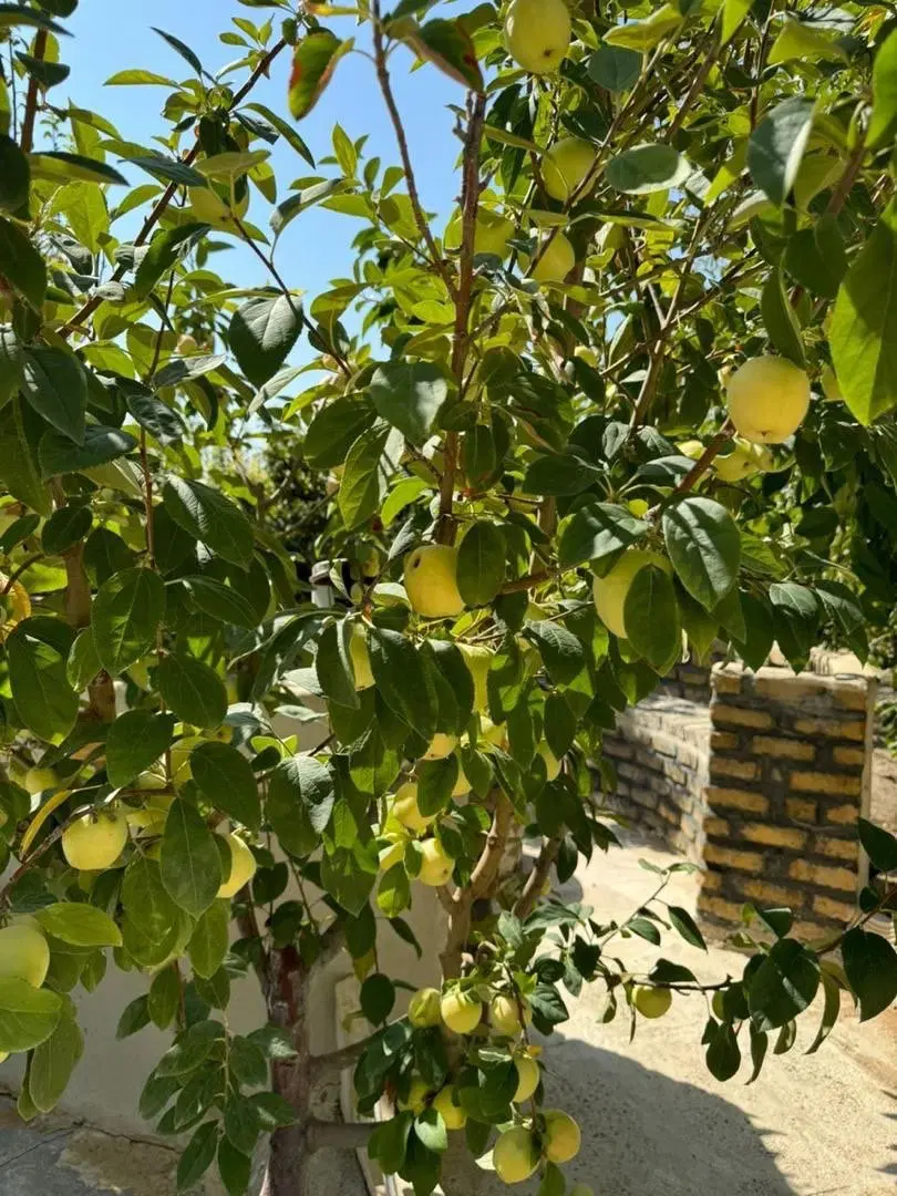 چمن‌۳ مهرشهر