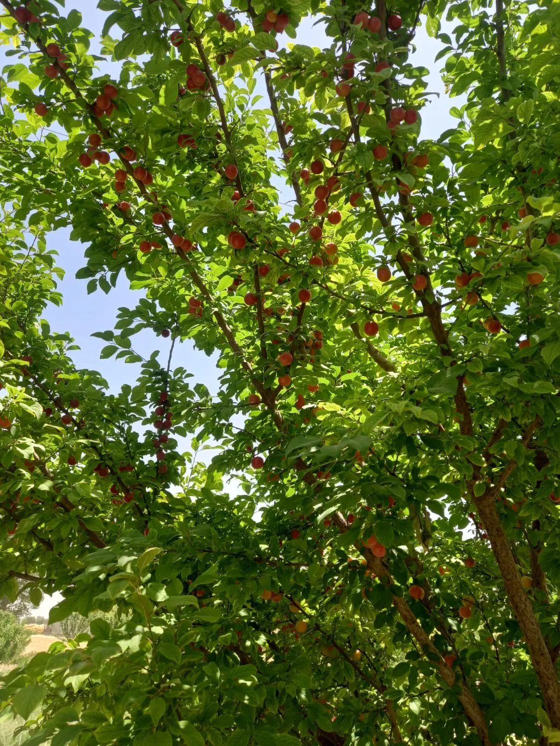 فروش باغ عاشق آبادصحرای حسین آباد