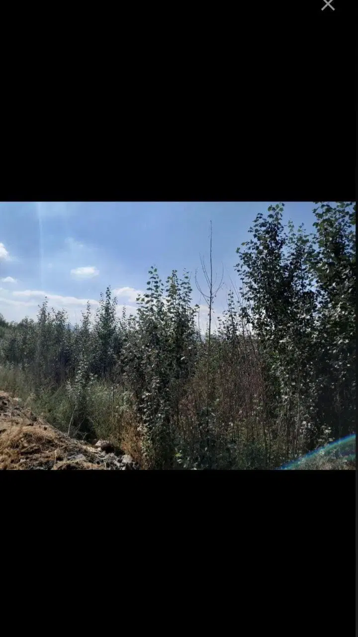 فروش بیشه زار ( مشه ) در روستای بدلبو