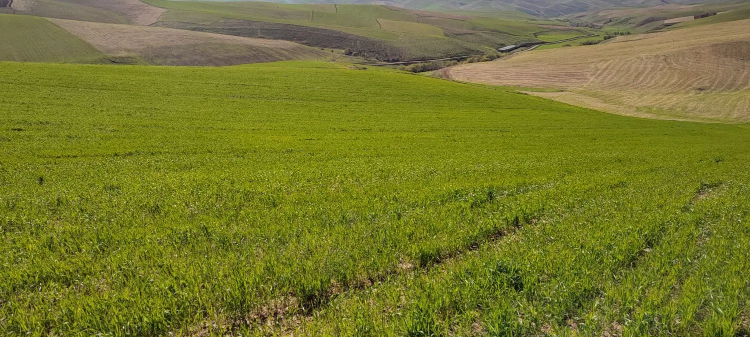 زمین کشاورزی اطراف حسین آباد