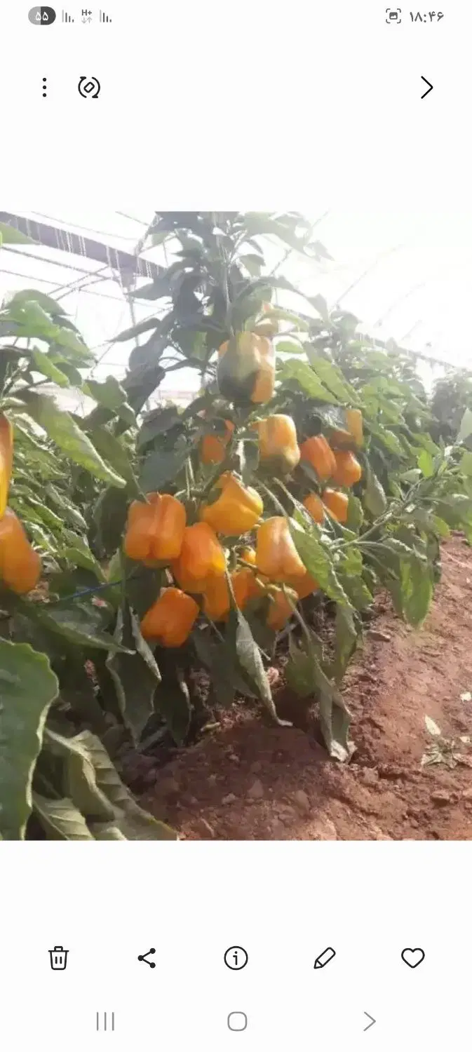 اجاره گلخانه