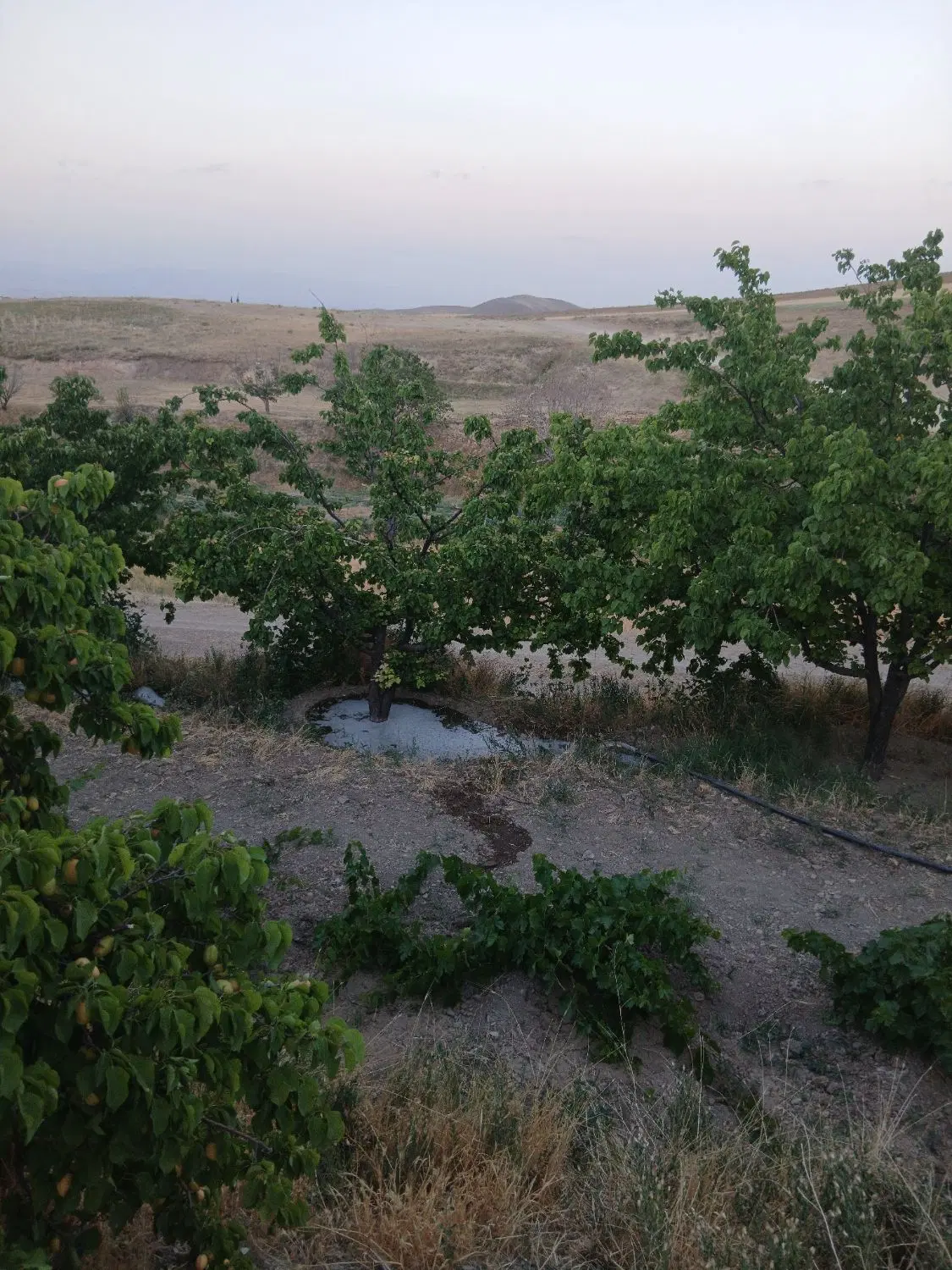 باغ روستایی